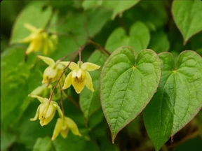 Erecsurge Ingredient Epimedium (Horny Goat Weed)
